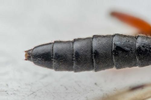 Réf. 301 492 : Pimpla spuria
